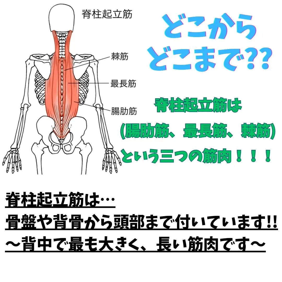 どこをどう鍛えると綺麗に見せれるか？